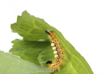 Fuzzy caterpillar on leaf. Side profile or rusty tussock moth caterpillar or Orgyia antiqua (L.) Long yellow hairs, orange dots and tufts. Stinging hairs can cause skin irritations. Selective focus.