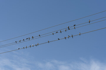 Many swallows sitting on the wires blue sky is behind. Barn swallow (Hirundo rustica).