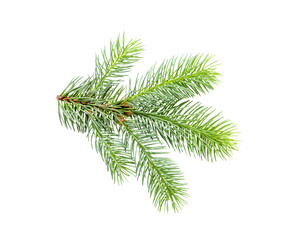 Fir tree branch isolated. branch of young green spruce