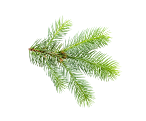 Fir tree branch isolated. branch of young green spruce