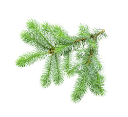 big green spruce branch isolated