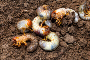 Close up of white grubs burrowing into the soil