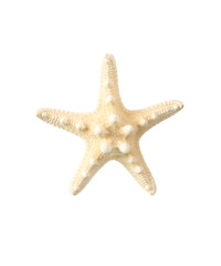 White sea star isolated