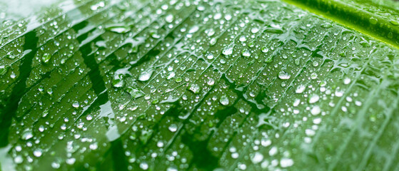 Close-up of raindrops on banana leaf background in rainy season. Macro, plant, nature, organic.Abstract green leaf