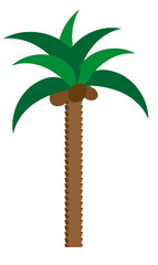 drzewko palma lato upał pogoda wyspa coco kokos orzech  - obrazy, fototapety, plakaty