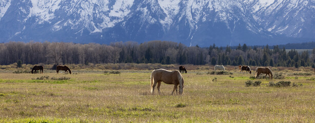 Wild Horse on a green grass field with American Mountain Landscape in Background. Grand Teton...