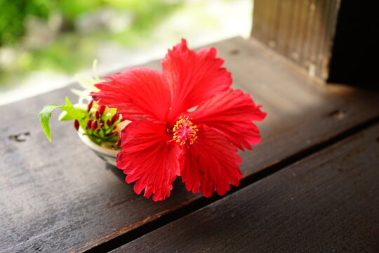 Red Hibiscus Flower, closeup, Tropical Image - ハイビスカス 赤い花	