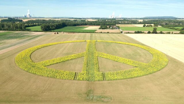 Sonnenblumen bilden Friedenszeichen in Form eines Peace Zeichen im Sonnenblumenfeld 