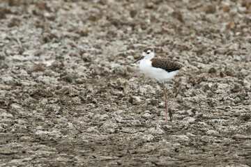 Wild bird