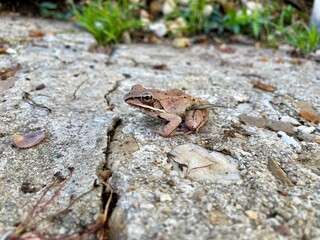 Frog on the Ground