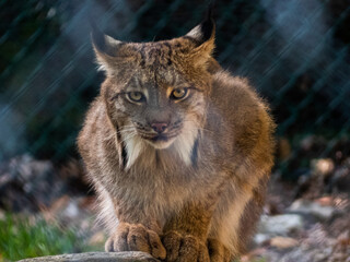 Lynx sitting on a rock