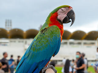 Macaw/makaw parrot