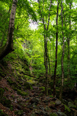 緑生い茂る山道