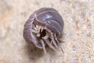 Roly poly bug, Armadillidium vulgare, trying to get on his feet again