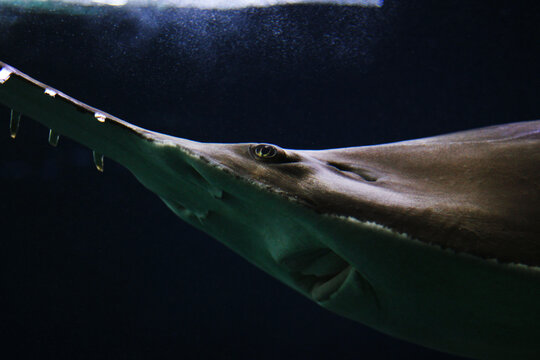 Sawtooth shark in water