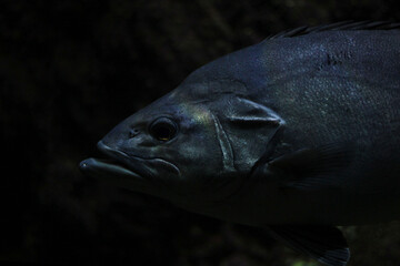 Grouper fish in an aquarium