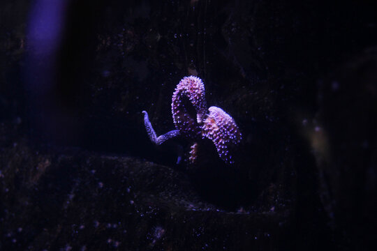 Starfish in an aquarium