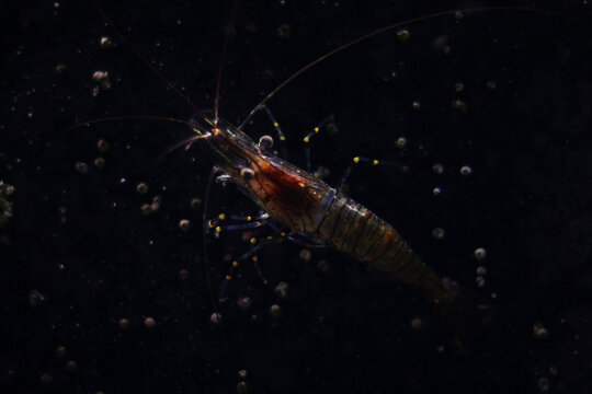 Shrimp in an aquarium