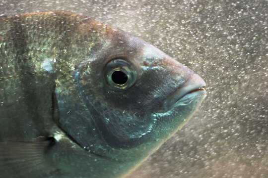 close up on a fish in an aquarium