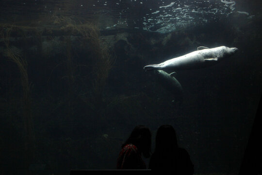 People looking at a seal in an aquarium