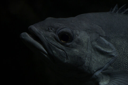 Close up on a grouper fish