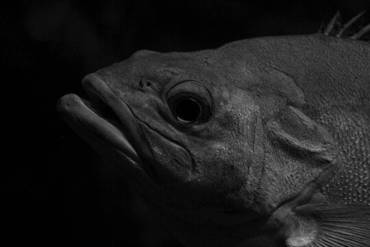 Close up on a grouper fish (black and white)