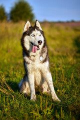 Happy smiling face of a red husky dog close-up