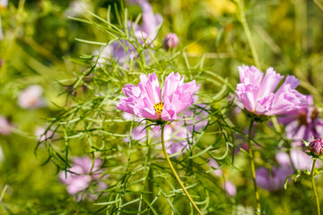 Obraz premium Patch of pink cosmos flowers growing in a field.