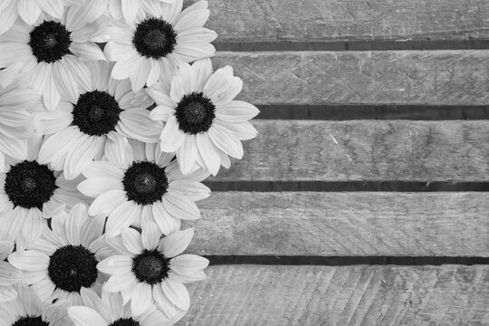 Small sunflower background. Several sunflower heads are placed at the left of the image allowing for text on the right. Wood, crate background. Black and white image.