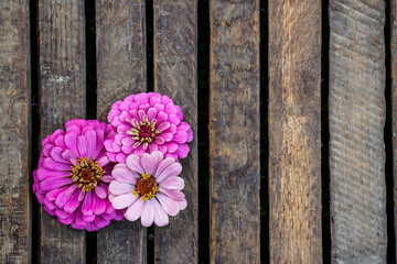Fototapeta premium Trio of bright pink zinnia flower heads placed at the left of the image. Space for text.