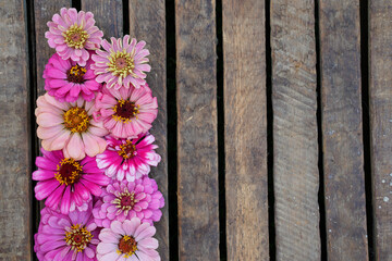 Varying colors of pink zinnia flower heads placed to the left of the image. Brown wood, plank background. Space for text.