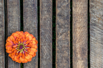 Large orange, peach zinnia flower head placed at the bottom left of the image. Wood, plank background. Space for text. - obrazy, fototapety, plakaty