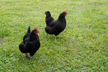 Two free-range, black, Australorp chickens.