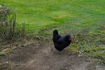 Single, free ranging, black Australorp chicken.