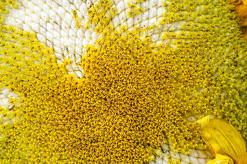 Center of a mammoth sunflower head. 