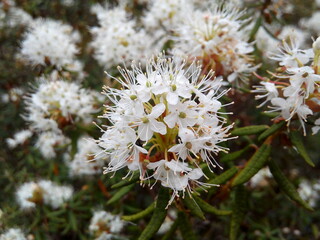 Rhododendron tomentosum (Ledum palustre) flowers, also known as wild rosemary or marsh tea