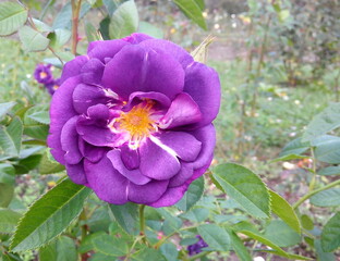 Purple 'Rhapsody in Blue' rose blooming in the garden
