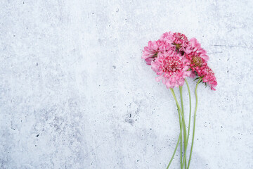 Pink scabiosa flowers placed at the right of the image, allowing space for text at the left. Grey, concrete background.