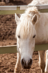 Portrait of a white horse. White horse next to the fence