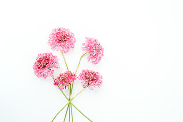 Pink scabiosa flowers placed at the left of the image, allowing space for text at the right. White backgorund.
