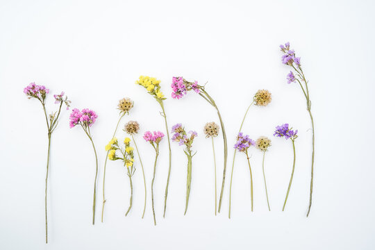 Minimal background image of statice flowers and starflower seed pods. White background. Space for text.