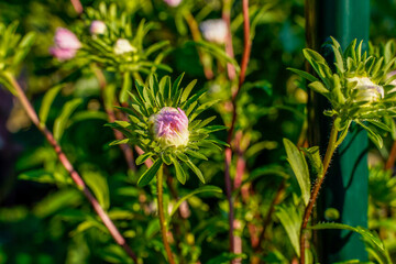 Pink aster flowers beginning to bloom in an outdoor garden space.