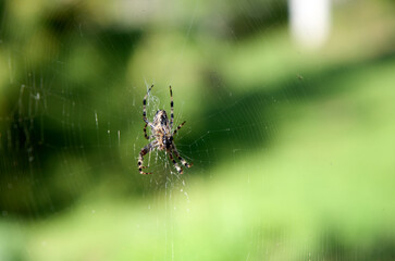 Close up macro shot of a European garden spider, cross spider, Araneus diadematus, sitting in a spider web. Scary animal.