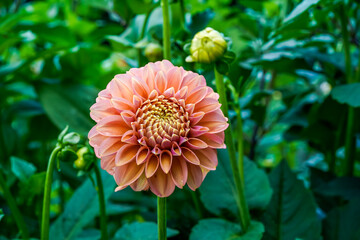 Beautiful peach colored dahlia flower blooming in an outdoor garden space. © Kathy