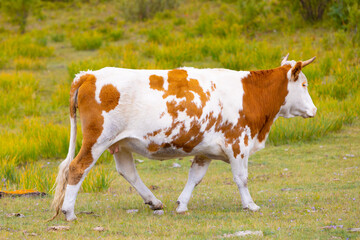 White cow with red spots leaves the pasture. Red and white cow on a blurred green natural background. Farming or Cattle concepts. Side view