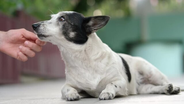 Adorable small black and white dog is trying to bite dog treat in a shape of a bone from owner's hand.
