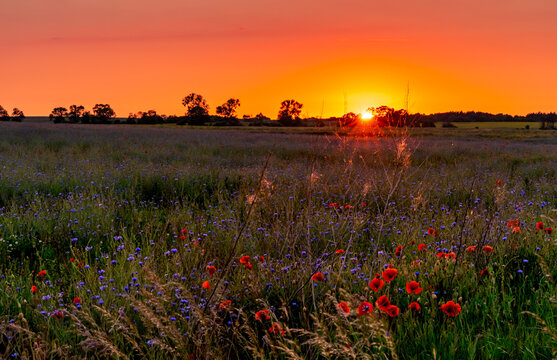 Fototapeta wschód słońca, zachód słońca, pole, sunrise, sunset, wieś, polska, niebo, pola, krajobraz, 
