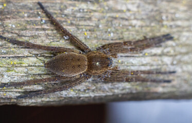 Closeup of brown big spider on wooden surface