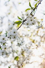 Blooming apple tree spring background