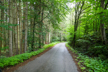 Obraz premium Beautiful road in the forest in the mountains. Landscape with road and nature.